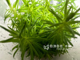 ADA 印度大松尾 Pogostemon erectus IC405